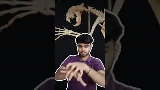 How many bones are there in the Tiger? #worldsignlanguage #signlanguage #part8 #deaf | MdOwl21