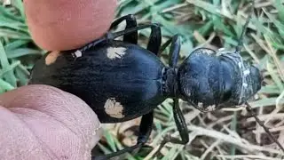 Anthia sexguttata | टिंटेडी | Beetle of Rajasthan & India | Khandela