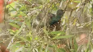 Absolutely PRECIOUS hummingbird babys practicing flight!