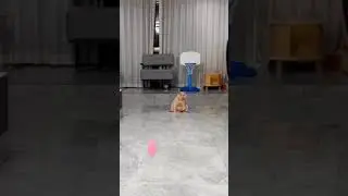 классная игра #мем #кот #собака #funnyvideo #cat #memevideo #memes #animals