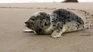 Phoca vitulina looking there to there for his mom 😔
