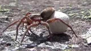 ..fastest spider....blink of an eye...
