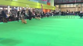 Bitch CC class finals Crufts 2015