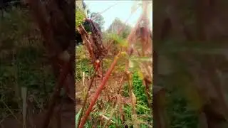 Mariak akuei angok