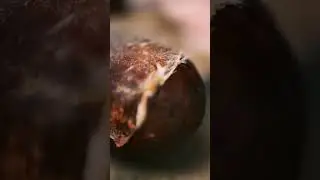 Sucuk Cut #asmr #shorts #sucuk