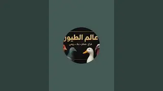 بدأت قناة 