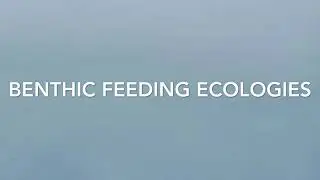 Marine Module #4- Benthic Feeding Ecologies