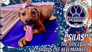 Middle Tennessee Dog Trainers - Silas 9mo Rhodesian Ridgeback 2-Week Board & Train Before/After