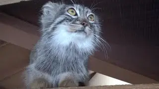 もふもふのマヌルネコたち　Cute manul #35【Cute animal videos】