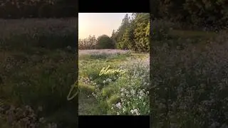 flowers.. no man could ever understand #relaxing #flowers #flowerfields