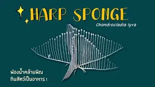 01376 Harp sponge: 竖琴海绵 Sh&ugrave;q&iacute;n hǎimi&aacute;n