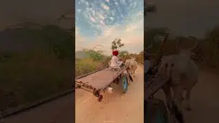 Village life #culture #gaon #memories #rajasthan #reels #trending #rural #viral