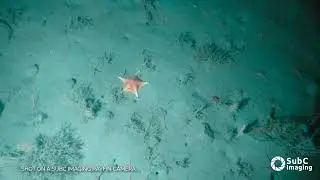 Rayfin Micro by SubC Imaging - Example Footage