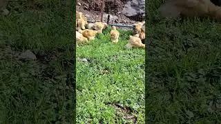 Buff Brahma and Buff Cochin Chicks| #fjfarms #heritagechicken #brahmachicken #cochin #viral #shorts