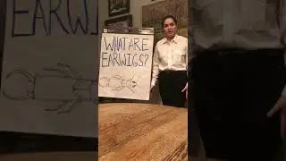 Earwigs presentation