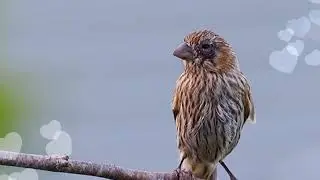 House Finches eye bacterial disease (Mycoplasma gallisepticum)