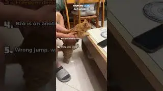 Best Cat Moments 😹 Chaos & Cuteness #cat #funny #catvideos