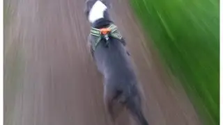 Bluenose pitbull pulling a 205 pound man on a bike up a hill!