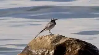 Masked Wagtail / Маскированная трясогузка / Motacilla personata