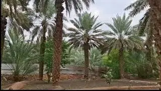 Historic Salman Farsi RA Date Garden 
