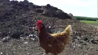 Market - Raising Hogs and Chickens on a Minnesota Family Farm