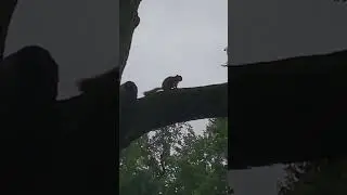 Rare video of a squirrel 🐿️ mating call! Springfield Illinois.