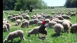 El pastor mentider 5&egrave; C