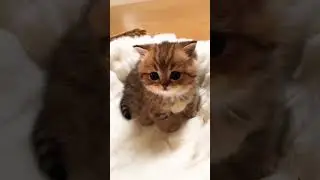 cute kittens 😸😻&nbsp;#shorts&nbsp;#ytshorts&nbsp;#viral