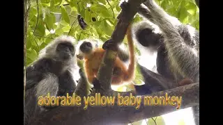 adorable yellow baby monkey|silver leaf monkey #78|wildlife99#78