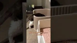 Extra Large Cat Litter Box, that helps you and your cat. #catvideos #cat #litterbox #catlover #michu