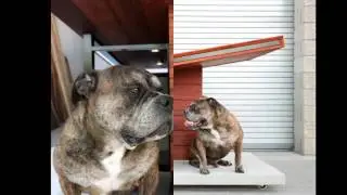 Dog House Reinvented To Fit Modern Home&rsquo;s Aesthetic