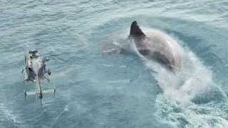 Megalodon (A 20-meter shark) Vs Helicopter