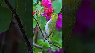 Mengenal burung Pleci Dada Abu-Abu #burung #animal #birds #viral #animals #hewan #hewanlucu #pleci
