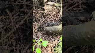 Giant NZ Black Tunnel Web Spider #spider #tunnelwebspider