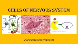 Cells of Nervous System