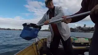 Bream - Flathead - Blue swimmer Crabs | Fishing Sydney Harbour | Fishing Action