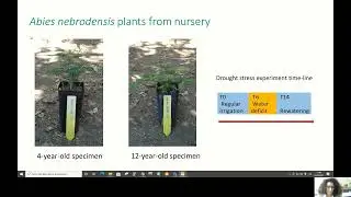 LIFE4FIR at the 116th Congress of the Italian Botanical Society - Geraci et al presentation