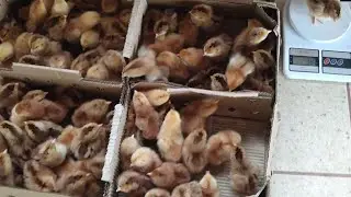 EMBRAPA 051: Características dos pintinhos e pintainhas de BOA QUALIDADE