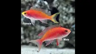 Best Anthias For Saltwater Aquariums