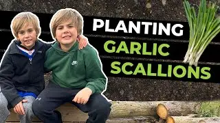 How We Plant Garlic Scallions in November for a Big Spring Harvest