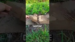 Darmowe kartony - spos&oacute;b na chwasty w ogrodzie! 😲🌱 #ogr&oacute;dek #działka #działkarod #chwasty #ogrodnik