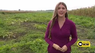 Wet summer weather challenges local pumpkin farmers as harvest season begins