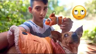 DOG TOYS 🧸 