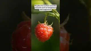 Amazing Health Benefits of Raspberries | Essential Raspberry Nutrition Facts You Need to Know