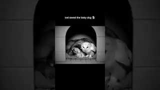 🦉owl saved the baby dog 🐕#adorableanimals #adorablemoments #ai #owl #dog #shorts #shortvideo #wild