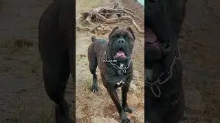Top 4 best guard dogs in world include the rottie cane cros and 2 more