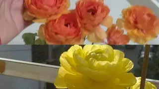 All about Ranunculus plants. it's care, soil mix, location, watering and fertilizer.