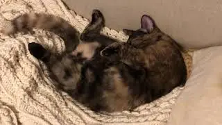 Laid back cat