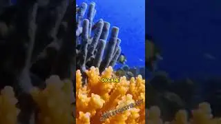 Обнаружили 🖖таинственное яйцо🌑 под водой 🌌 #shorts #факты #наука