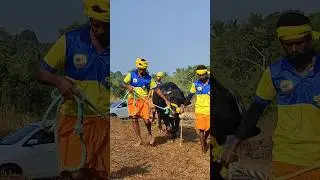 Baraadi beedu #kambla live